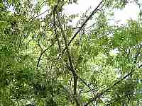 mvc-090f.jpg