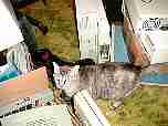 Abby_The_Pukester_11-04.JPG
