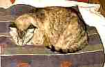 abby00ee3rf5.jpg