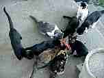 outcats_20041013A.JPG