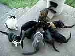 outcats_20041013B.JPG