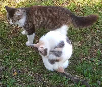 Harriet-and-Patches.jpg