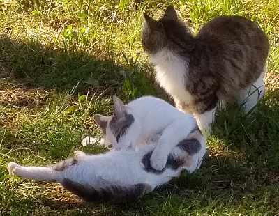 Patches_and_Harriet.jpg